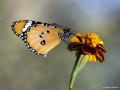 Danaus chrysippus (Sultan)